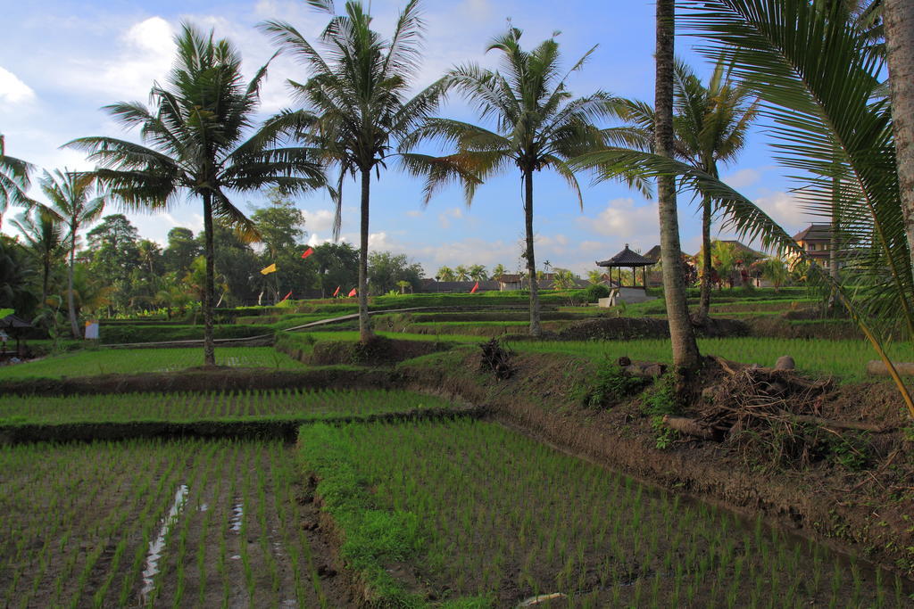 Hotel Dewa House Bisma Ubud Exterior foto